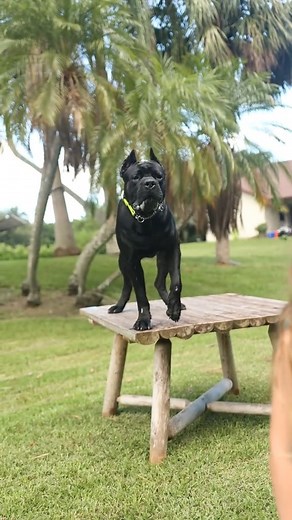 Cane Corso obedience to 6 year old #animals #cane #canecorso #canecorsoitaliano #canecorsolove #canecorsolover #cane | Pet Dogs