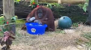 Viral video: Orangutan washing its hands with soap and water amuses internet, garners 1.5 million views