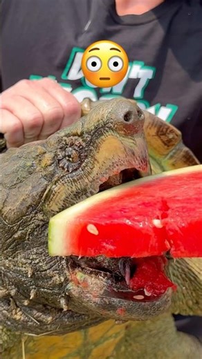 Snapping Turtle Watermelon Bite FAIL 😱🍉🐢#shorts #turtle