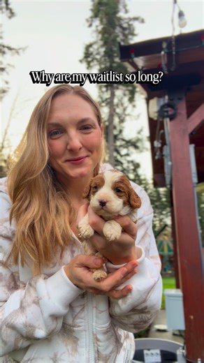 Kirsten | Pacific North West Cavapoo’s LLC | training tips on Instagram: "It’s true — we have a long waitlist, and it’s for all the right reasons. People are starting to see that we truly do things the right way here at Pacific Northwest Cavapoos. We take everything seriously, from our puppy curriculum (so our puppies are properly handled and confidently socialized), to high-quality food and nutrition, to early crate training and potty training foundations. Our puppies are raised right in our fa