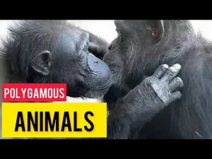 Polygamous Mating: 10 Species That Mate With Multiple Partners