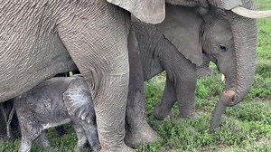 521K views · 10K reactions | Meet the newest member of our elephant herd! Video credit to Simon Jones from Helping Rhinos who experienced this incredible moment while on safari at Kariega Game Reserve. This baby elephant is only a few days old. #kariegagamereserve #safarisouthafrica #big5safari | Kariega Game Reserve | Facebook