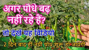 483K views · 2.8K reactions | अगर पौधे बढ़ नहीं रहे हैं? उनकी ग्रोथ रूक गयी है, तो देखें यह विडियो | Terrace & Gardening | Facebook