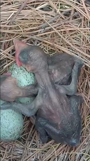 Secrets of a Crow's Nest| Rare Footage of Nesting Behavior