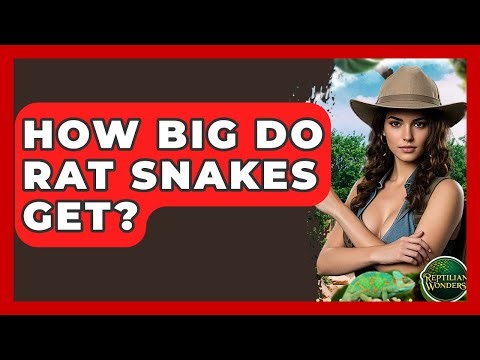 How Big Do Rat Snakes Get? - Reptilian Wonders