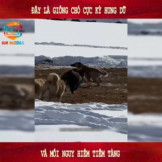 263K views · 6.2K reactions | Đây Là Giống Chó Cực Kỳ Hung Dữ Và Mối Nguy Hiểm Tiềm Tàng #reels2025 #review #free #fpy #trendingreelsvideo #viralreelsfb #reelsfypシ #reelsvideo | Digital Solutions | Facebook