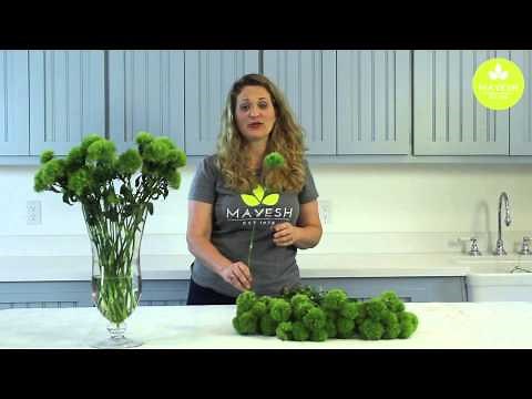 Wholesale Flower Product Showcase: Green Trick Dianthus