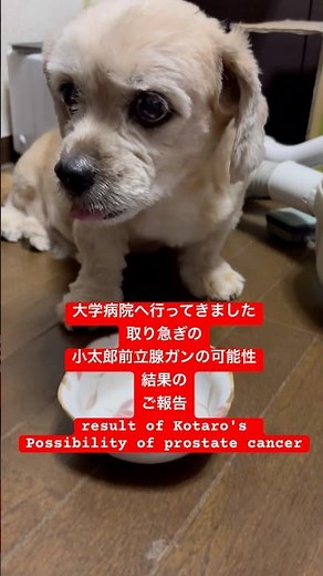 前立腺ガンの可能性の結果報告 #shorts