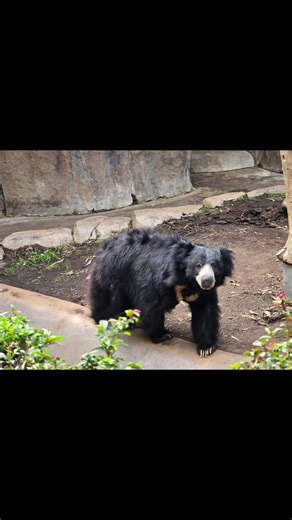 #slothbear #sandiegozoo The sloth bear is a vulnerable species native to the Indian subcontinent, known for its shaggy dark fur, long snout, and unique diet of insects, particularly termites and ants. They use their long claws to open termite mounds and their specialized lips to suck up insects, often making loud slurping sounds. Sloth bears are also known for their aggressive nature when surprised and for carrying their cubs on their backs.