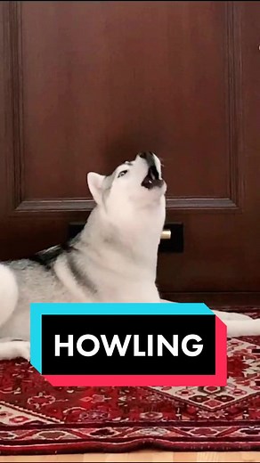 Who knew this little husky could ever sound so sad?