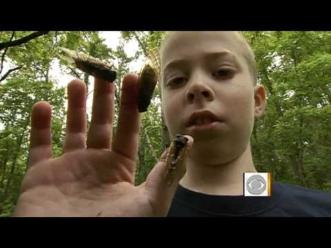 Cicadas: the familiar sound of summer