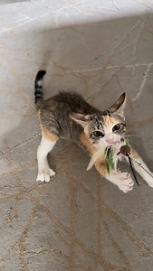 166K views · 19K reactions | Le chaton brindille en mode syndrome du tigre  ! C’est ça de grandir au côté de Lyla  ! ￼#chaton #agressive #chatfou #chattricolore #catlover | Mr.Lucky le chat | Facebook