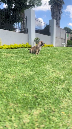 Tiny Theodore Roosevelt the Boerboel Puppy