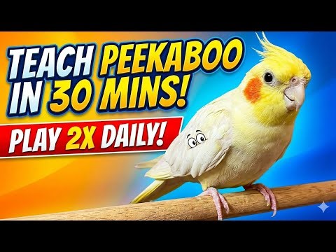 Your Cockatiel Will Learn Peekaboo in 30 Mins