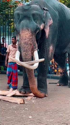 එයා වෙනම level එකක් 🔥🥵 නායකතුමා 👑❤️ | Indi raja ✨ #elephant #shortvideo