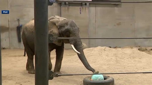 Milwaukee County Zoo visitors reflect on loss of elephant Brittany