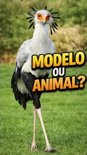 The Most Beautiful Birds in the World (unbelievable)