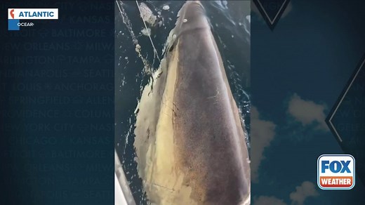 Watch: Atlantic Ocean's largest recorded male great white shark gets tagged for tracking