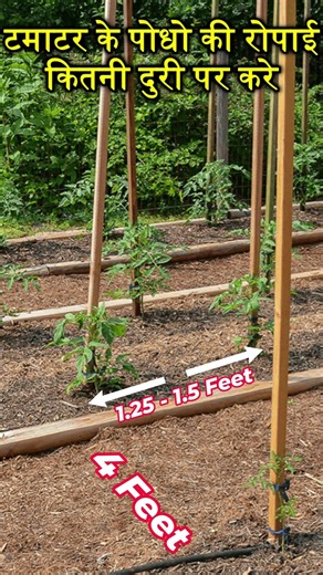 How far apart should tomato plants be planted in the summer? Tips for Tomatoes Transplanting