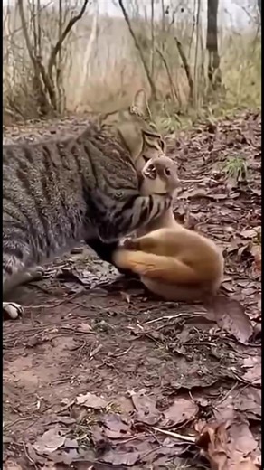6.7K views · 26 reactions | My Wildlife In 10 Seconds; The cat finally launches it's deadly bite on the weasel's neck. But the deadly fight between the two small predators is far from over. New episodes coming. #reelsvideos | Gilbert Banda | Facebook
