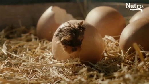 The Nutro Company TV Spot, 'Growing Healthy Dogs: Dog Farm'