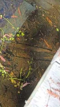 Friendly Ibis Eating Fish For An Audience At 6 Mile Cypress Preserve