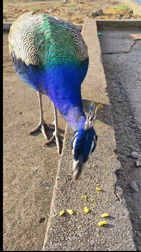Gorgeous Peacock Eating Up Close | Stunning Nature Moment 🦚 #shorts