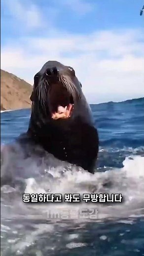 물개vs물범vs바다사자vs바다코끼리
