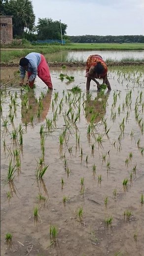 Paddy Transplanting Seedlings process