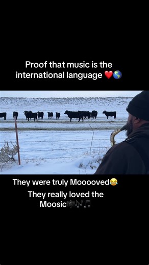 Cows Enjoy Music: Proof That Moosic Connects Us