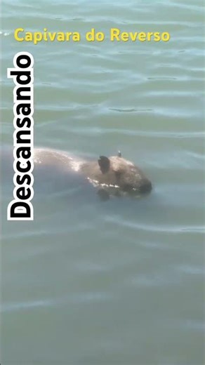#capivara do Reverso AO Vivo #shorts
