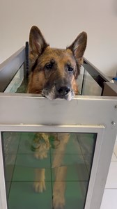 710K views · 22K reactions | Strider’s first time back on the underwater treadmill! He hasn’t been able to do this in the last couple of months because of his pain. Luckily the medication works great for him and he’s back to building those muscles! | Strider The German Shepherd | Facebook