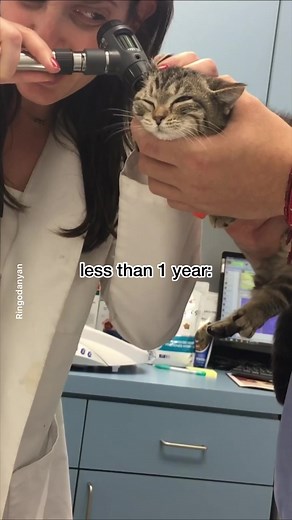 Understanding Cat Years: A Comprehensive Guide