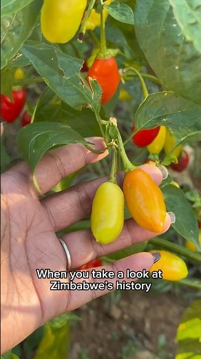 More People Are Growing Their Own Food (And You Should Too) 🌱