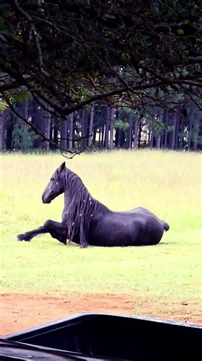 Pure Freedom #shorts #horses #nature #atlantis