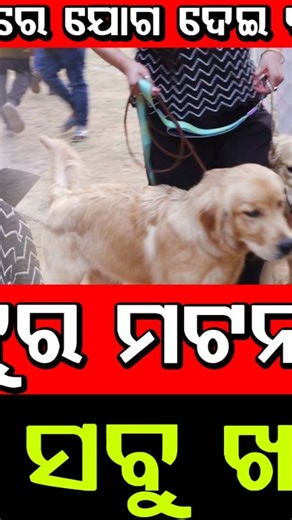 Odia Express on Instagram: "#ମୋ_କୁକୁର_ମଟନ_ଚିକେନ_ପନିର_ସବୁ_ଖାଉଛନ୍ତି ମୋ କୁକୁରଙ୍କ ପିଛା ମାସକୁ ବହୁତ ଟଙ୍କା ଖର୍ଚ ହେଉଛି । ଡଗ ସୋ ରେ ଯୋଗଦେଇକି ବହୁତ ବଢିଆ ଲାଗୁଚି । ଯିଏ ଆନିମଲ ଲଭର ସେମାନେ କୁକୁରଙ୍କୁ ନିହାତି ଭଲ ପାଇବେ DogLover"