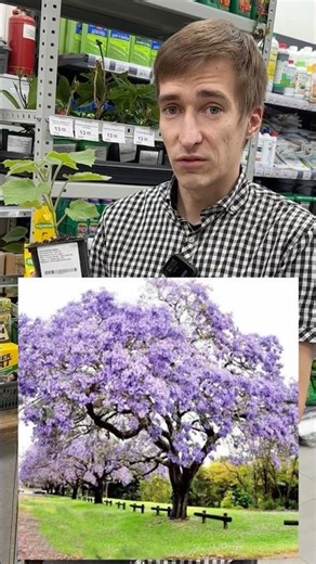 😳THE FASTEST-GROWING TREE IN THE WORLD‼️