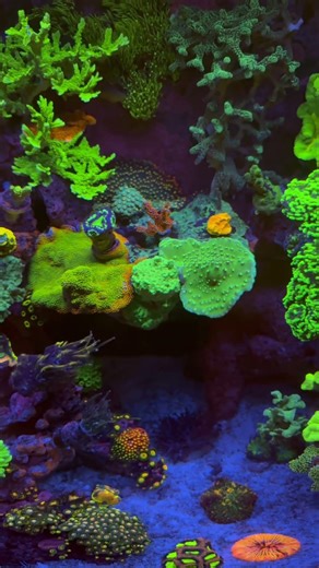 Biocube 32 Thriving .. #aquarium #coral #ocean