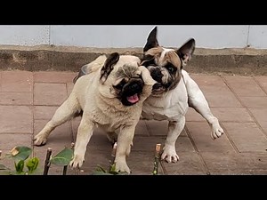 法斗和巴哥为了母犬争风吃醋，没想到结局会是这个样子\\Unexpected ending!French Bulldog and Pug are jealous for partner
