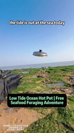 Low Tide Ocean Hot Pot: Free Seafood Foraging Adventure