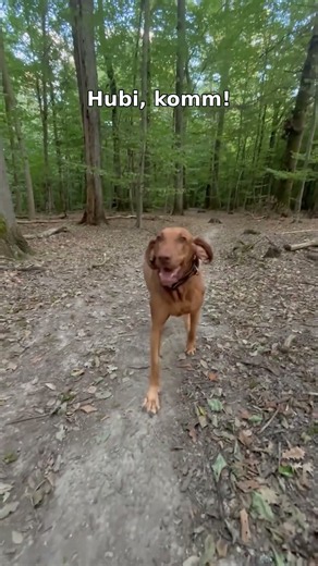 Hubi, komm! Rückruf: 1 von 1.