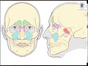 Sinusites de l'enfant et de l'adulte