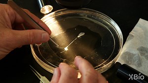 Dissecting the Squid Giant Axon