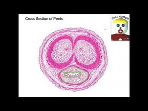 BIOL 152 Macauley Lab 12 - Male Reproductive System