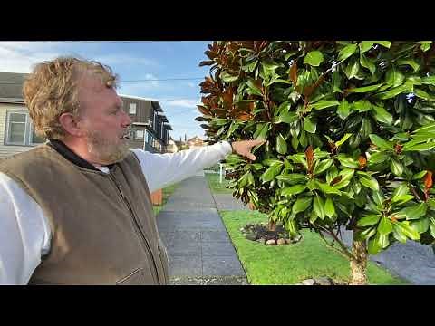 How to Prune Evergreen Magnolia Trees & Shrubs - Seattle Arborist Chip Kennaugh