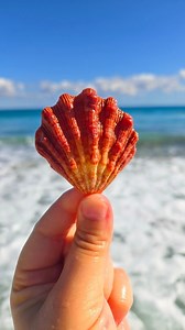 330K views · 15K reactions | Can you believe this shell find?  Jupiter, Florida #seashells #rarefinds #beachcombing #Shells #shelling #floridabeaches | The Seashell Mermaid | Facebook