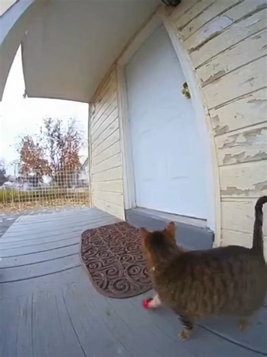 kitty dont take no s*** #catslap #catfight ##boxingtok #fights#ai