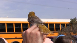 2.2K views · 25 reactions | Check out this highlight on one of our grantees, the San Francisco Bay Bird Observatory! | Santa Clara Valley Open Space Authority | Facebook