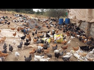 Ziwani Poultry Farm - Kikuyu version Part 2
