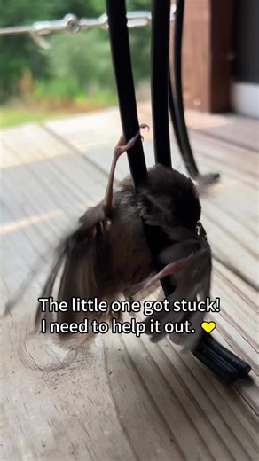 Transforming Lives: From Stuck to Family in Bird Rescue